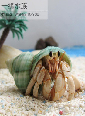 【陆地寄居蟹】橙色/尺寸3-4CM活体宠物灰白品种桌面微宠买三送一