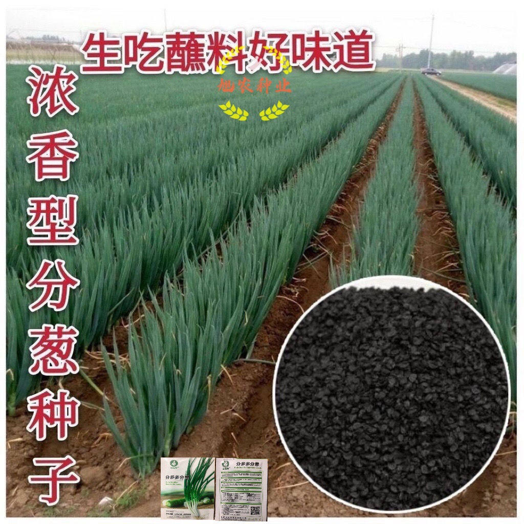 分多多小小葱种子四季小香葱分葱种子高产耐寒浓香小香葱蔬菜种子