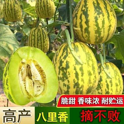 八里香甜瓜种子东北特产花姑娘绿宝甜瓜花蜜绿肉花蕾甜瓜老品种瓜