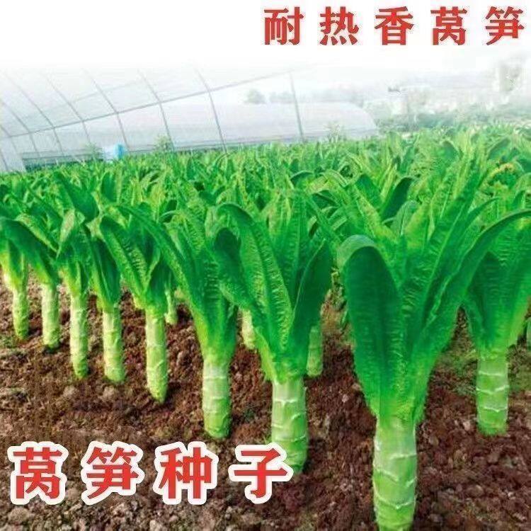 四季莴笋种子香莴苣菜窝笋种籽耐热耐寒四季种植农家蔬菜种子大全