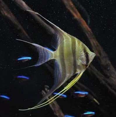 蓝魔神仙鱼活体鱼神仙鱼秘鲁神仙燕鱼热宠物鱼各种神仙热带鱼包活