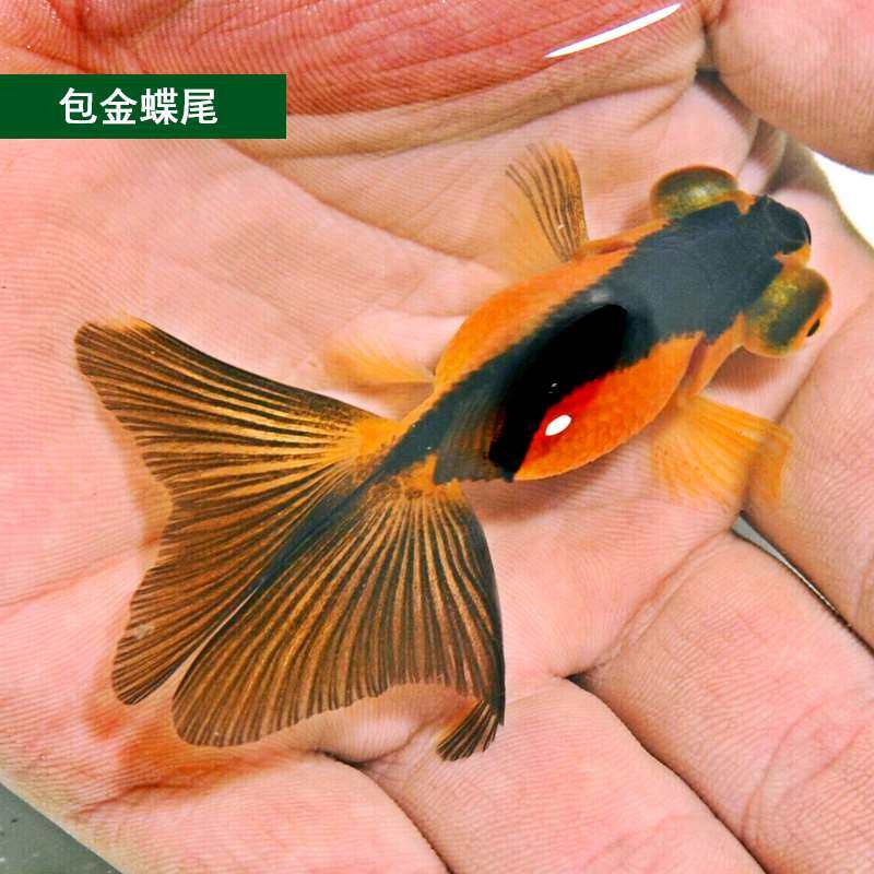 包邮活体蝶尾观赏鱼冷水淡水水族宠物鱼红黑龙睛精品活体鱼