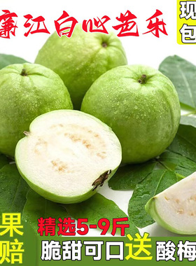 广东芭乐珍珠番石榴5斤现摘当季新鲜水果白心巴乐果清脆低糖孕妇