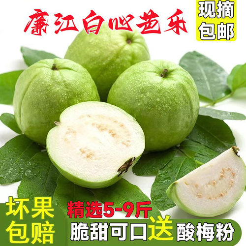 广东四季果白心番石榴芭乐果清脆孕妇低糖低脂水果新鲜现摘5斤装