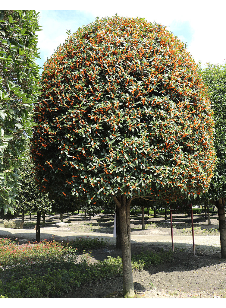 浓香型桂花树苗金桂四季桂红桂花