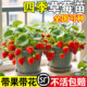 草莓苗秧四季 结果盆栽特大号原盆原土奶油隋珠红颜淡雪黑珍珠新苗