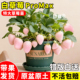 白奶油草莓苗秧盆栽带果带盆四季 结果可食用粉玉淡雪天使室内阳台
