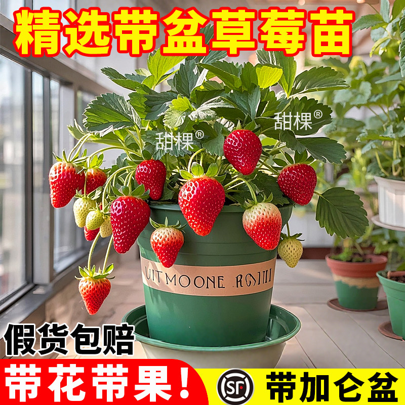 特大草莓苗秧盆栽带果原土原盆四季结果奶油玄玉新苗室内阳台果树,鲜花速递/花卉仿真/绿植园艺,种苗/半成品盆栽,淘宝优惠券,粉丝福利购,淘宝优惠卷