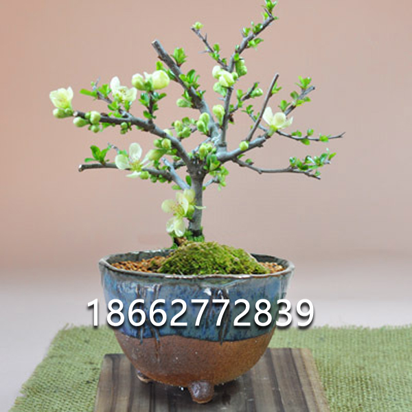 日本长寿梅盆景 八重咲 姬小町 白花海棠 红花一号 微型小品盆栽