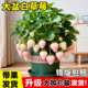 白草莓苗秧四季 结果盆栽带果白奶油特大号牛奶草莓带原盆室内阳台