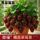 黑珍珠草莓盆栽苗秧带果真红美玲四季 结果优质新苗特大号阳台果树