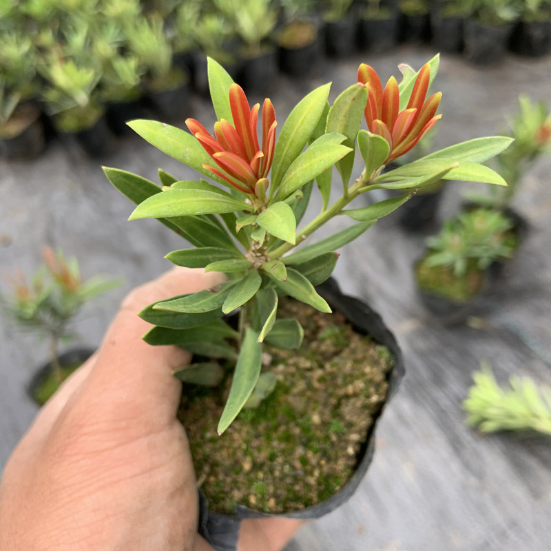 海岛真趣罗汉松苗 小叶红芽罗汉松 盆景 素材苗 室内室外桌面盆栽