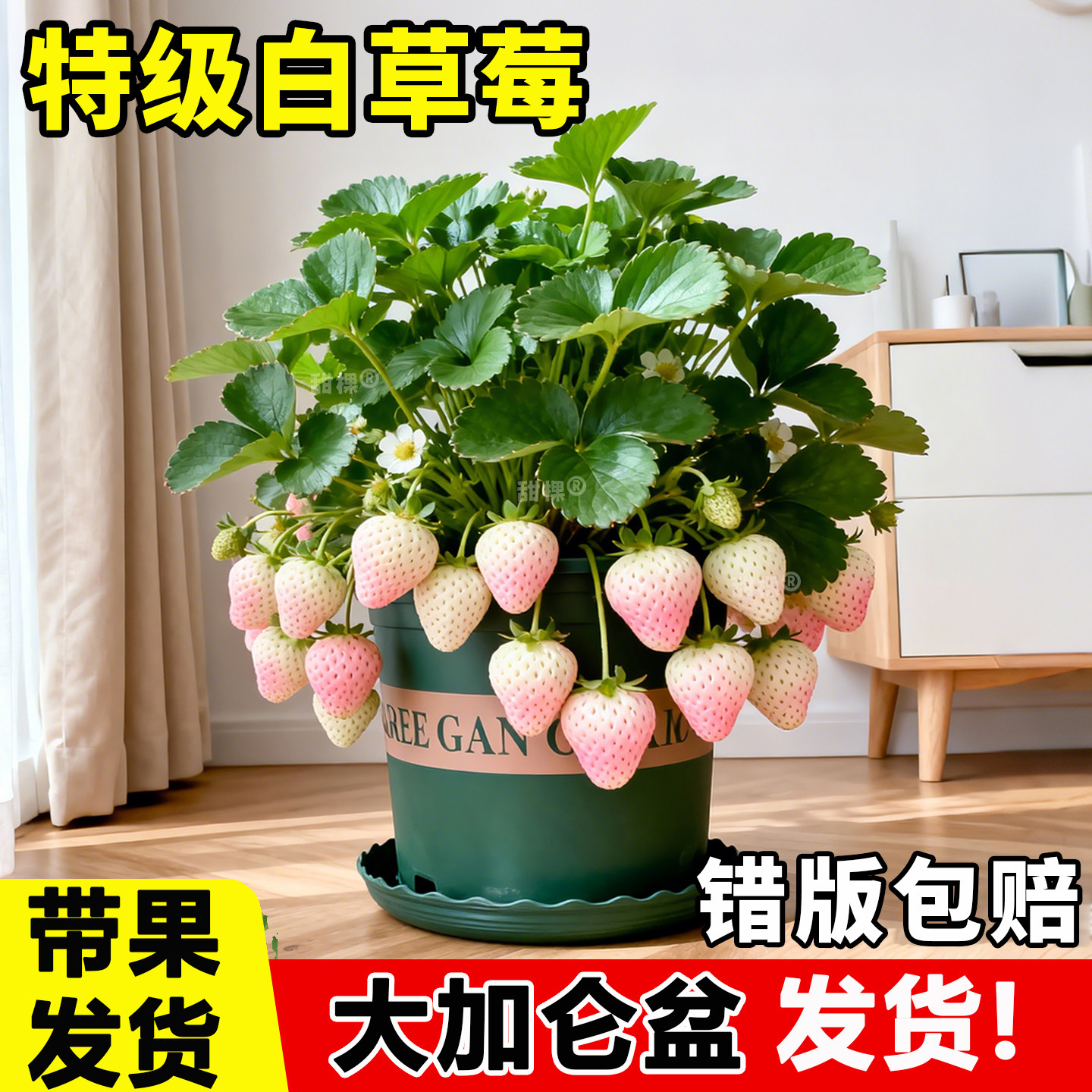 特大白草莓苗秧盆栽带果带盆四季结果天使淡雪草莓苗室内阳台果树,鲜花速递/花卉仿真/绿植园艺,种苗/半成品盆栽,淘宝优惠券,粉丝福利购,淘宝优惠卷