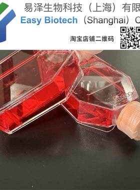 MDCK培养 可传代