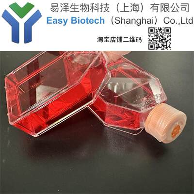 Jurkat（clone E6-1）培养 可传代