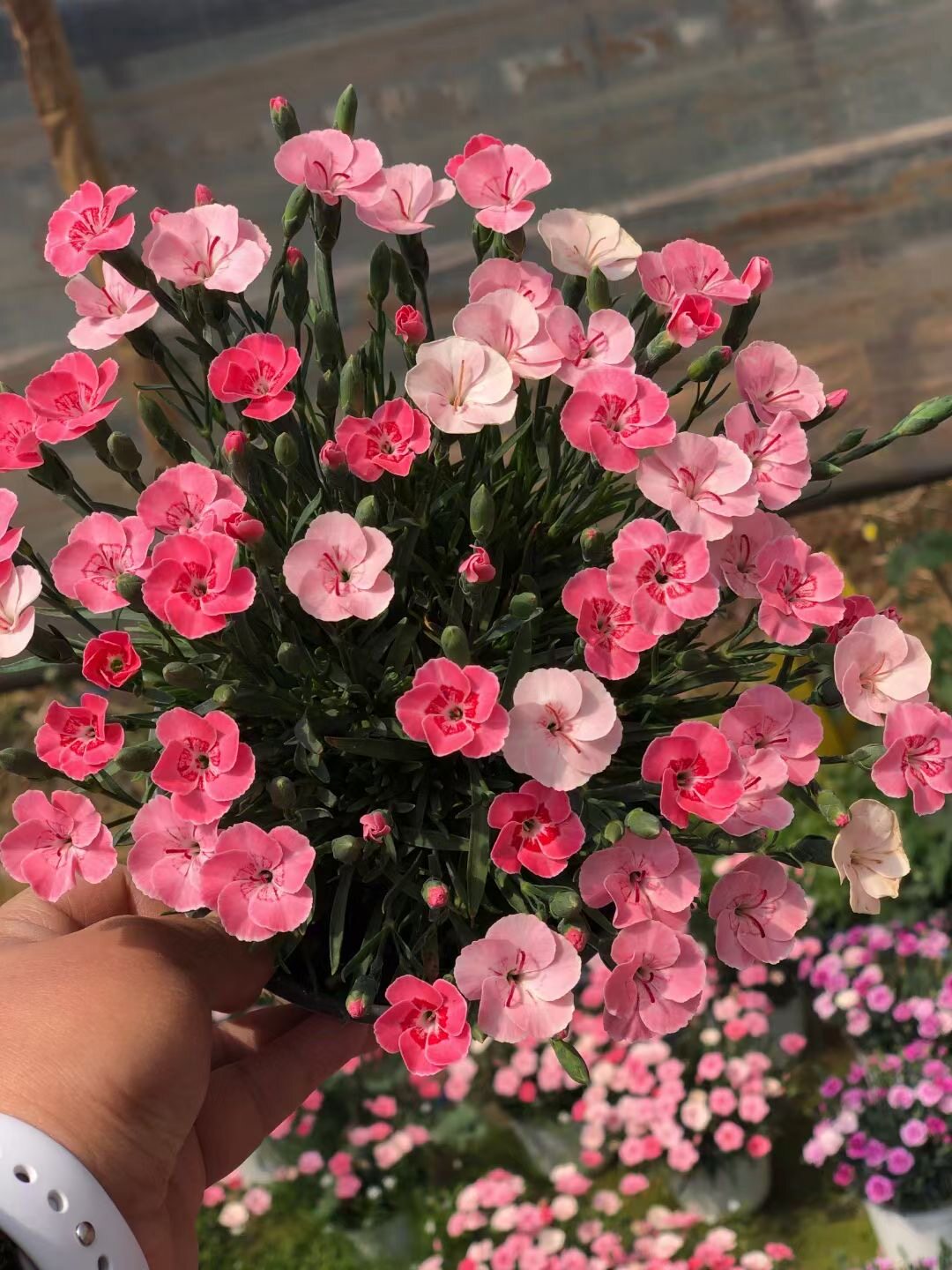 欧石竹花初吻盆栽蜜桃派耐寒地被绿植庭院草坪四季开花卉花期长