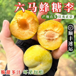 正宗贵州六马蜂糖李大果鲜果安顺镇宁脆甜李子脱骨李5斤礼盒顺丰