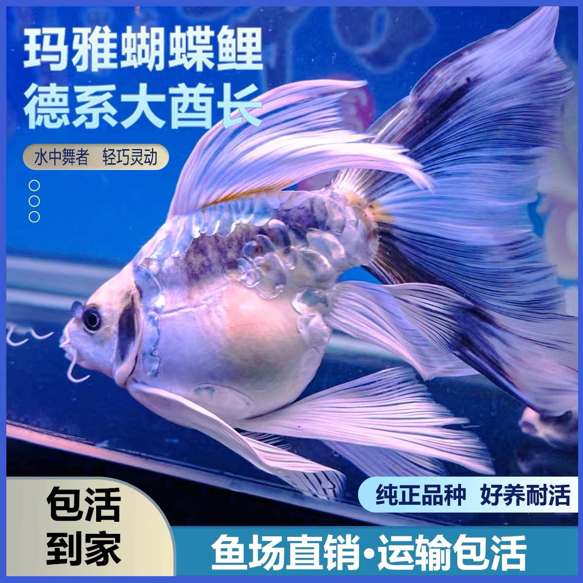 德系蝴蝶鲤球体球形短身锦鲤冷水鱼耐活好养淡水观赏鱼玛雅大酋长