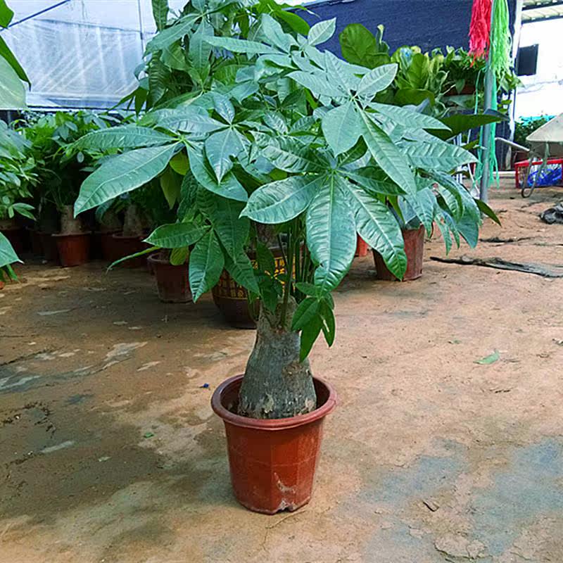 网友分享在meiguo.com的图片