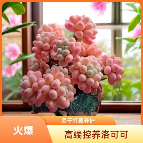 阳台窗台客厅好养美观洛可可