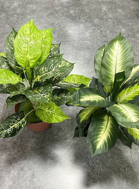 大叶绿萝植物墙配材猪心叶万年青仿真植物盆景盆栽装饰
