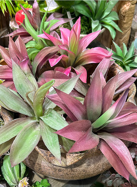 仿真龙舌兰多肉植物沙漠龙兰植物墙配材热带雨林凤梨小盆景装饰