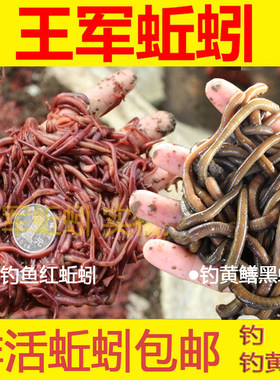 蚯蚓活饵鲜活散装盒装种苗王军