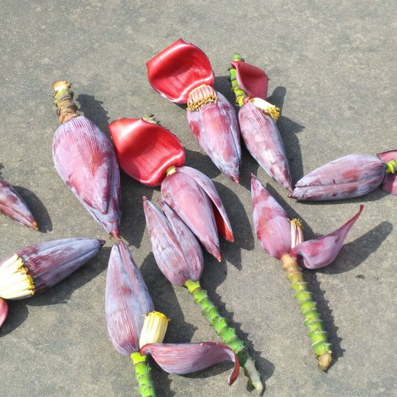 纯天然野生蔬菜芭蕉花香蕉花蕉蕾新鲜绿色野菜可食用药用5斤一份