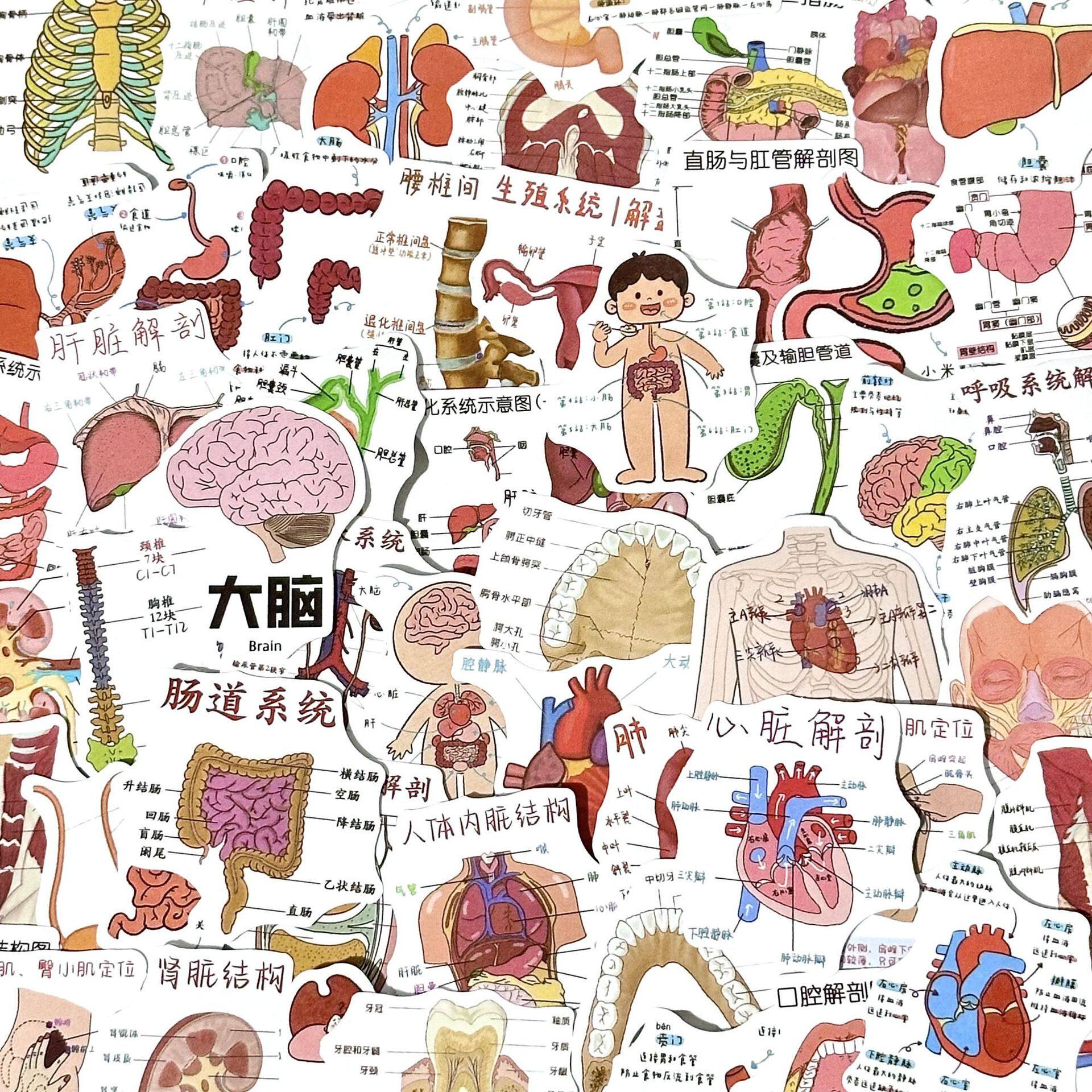 54张医学解剖学图鉴笔记本电脑手帐日记装饰贴纸学习手机装饰DIY