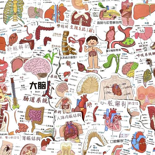 医学解剖学图鉴笔记本电脑贴纸