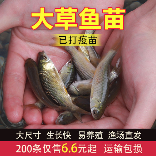 青鱼养殖价格 青鱼养殖图片 星期三