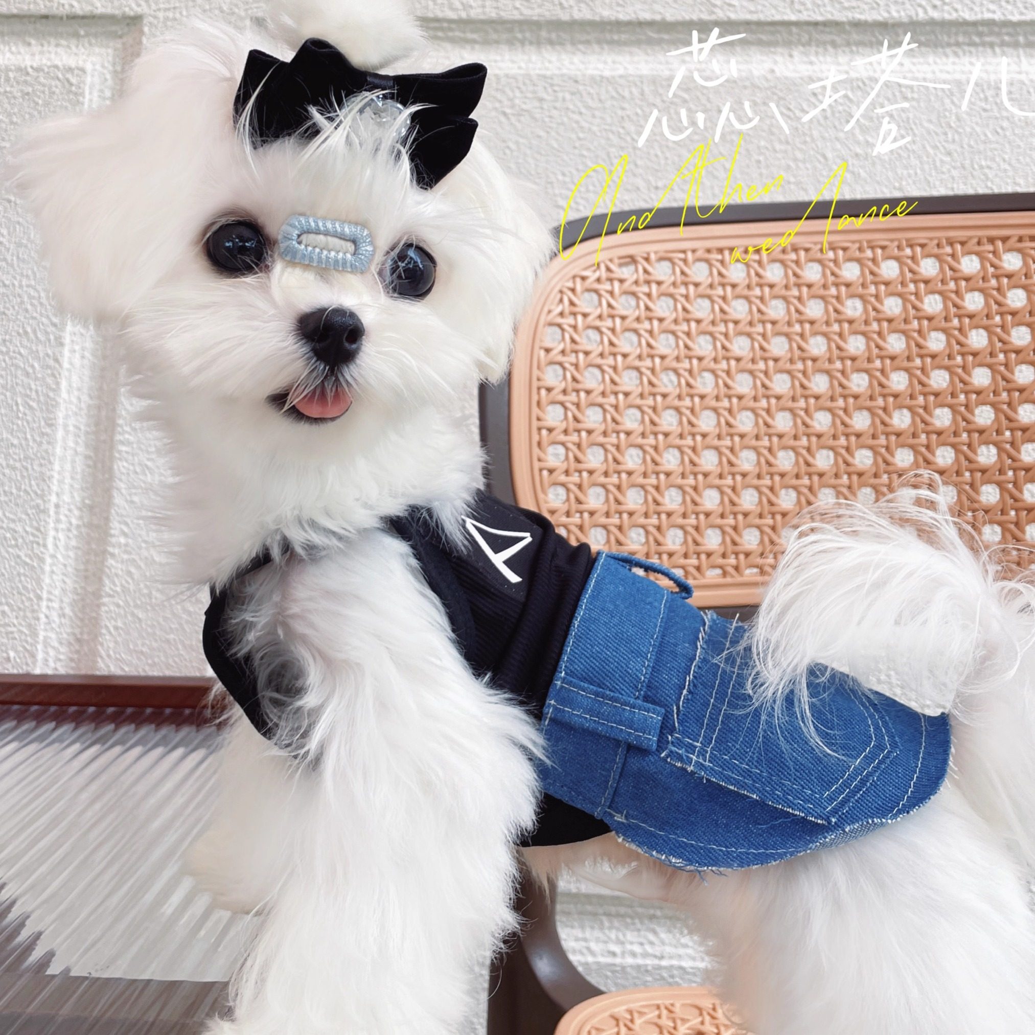 狗狗衣服马尔济斯背心裙约克夏小体宠物吊带裙比熊牛仔裙冰丝凉快,宠物/宠物食品及用品,狗宠物服装/雨衣,淘宝优惠券,粉丝福利购,淘宝优惠卷