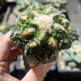 志贺龟甲 牡丹精品开花仙人球