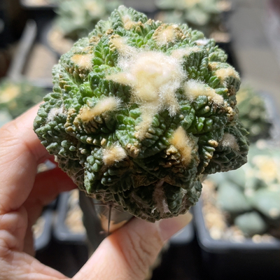 志贺龟甲 牡丹精品开花仙人球