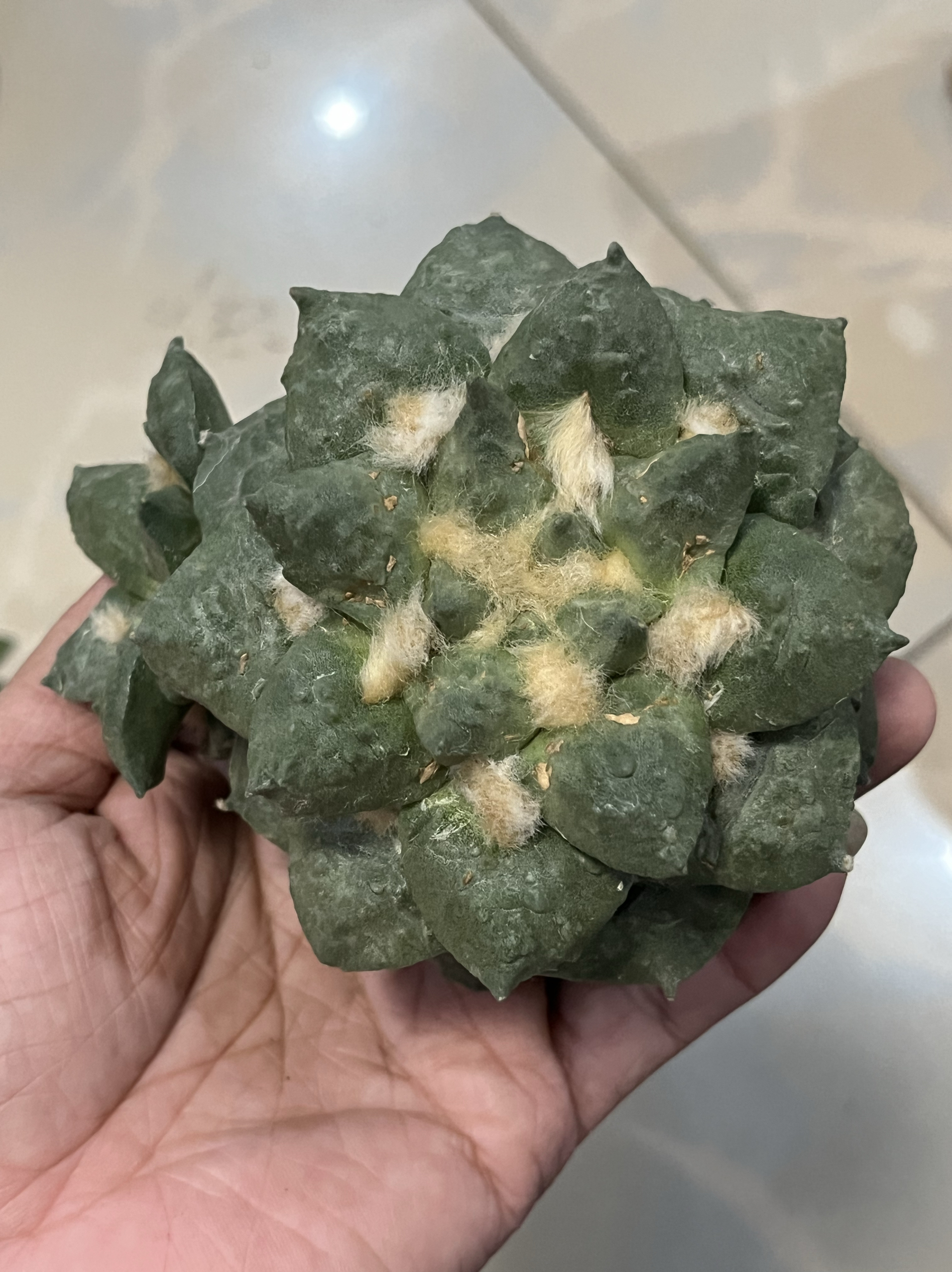 怒涛花 牡丹自根 精品开花仙人球