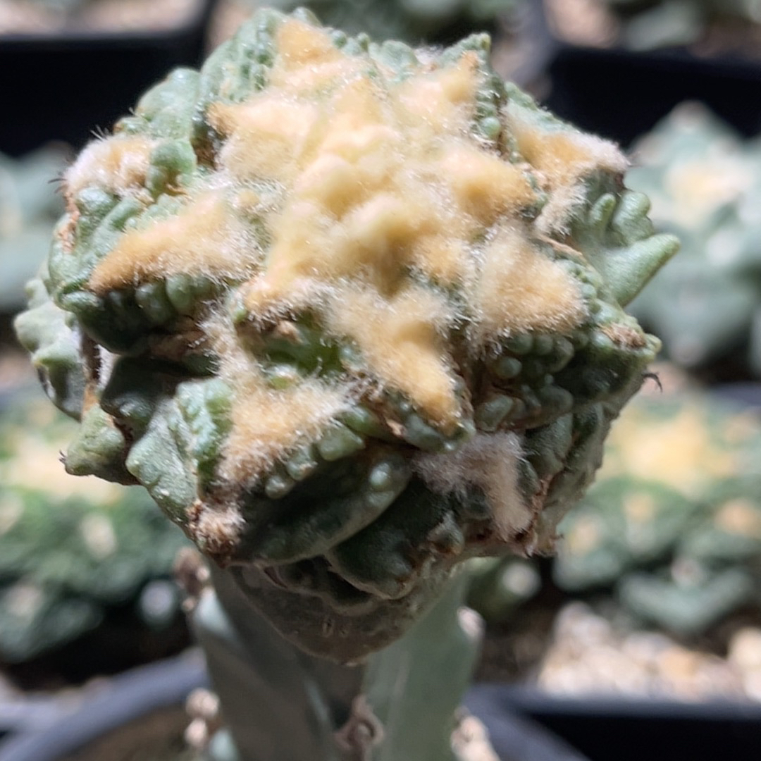 龟甲怒涛 牡丹精品开花仙人球