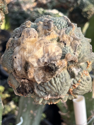 叉疣蛋疣怒涛 牡丹精品开花仙人球