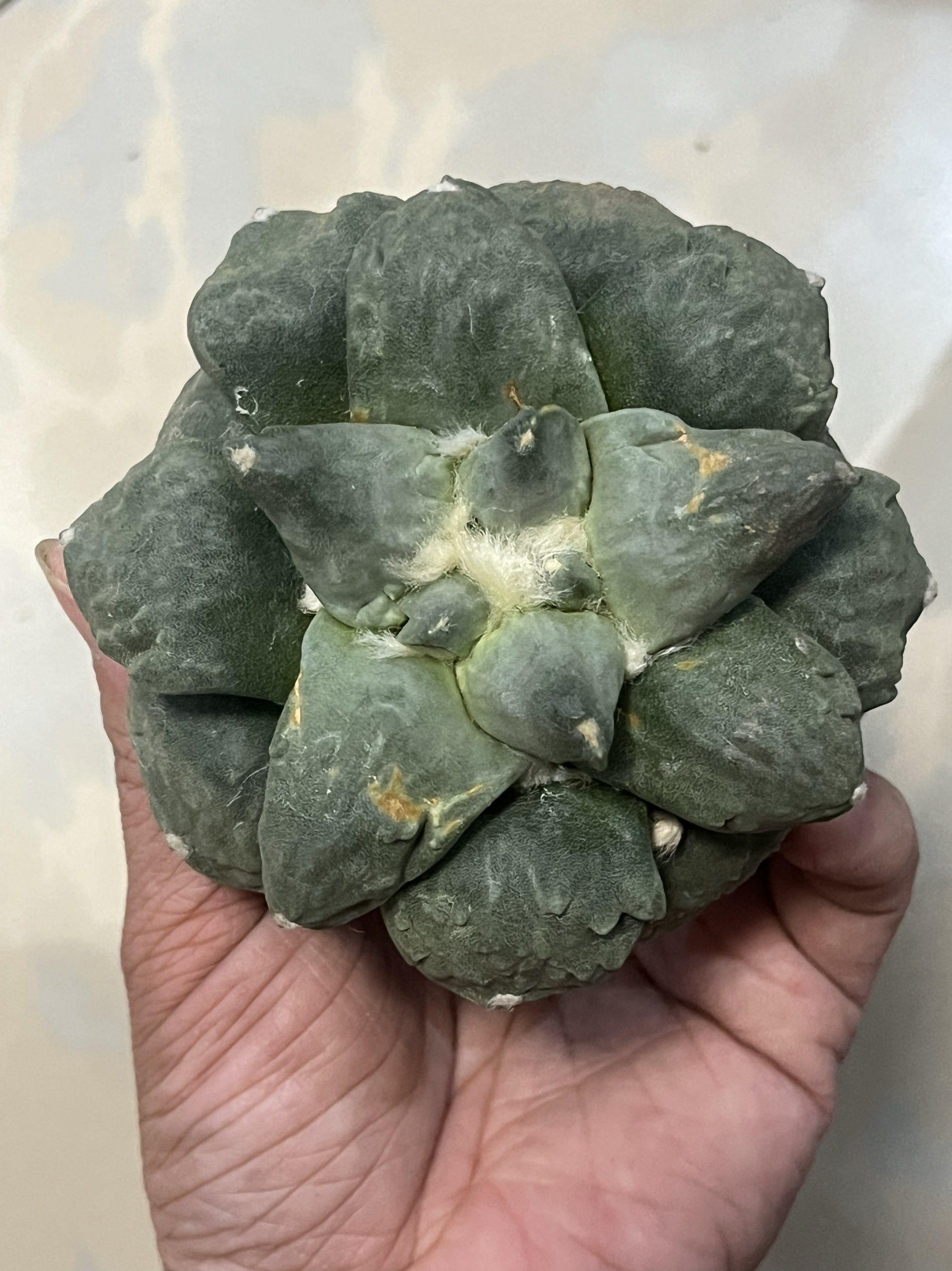 怒涛花 牡丹自根 精品开花仙人球