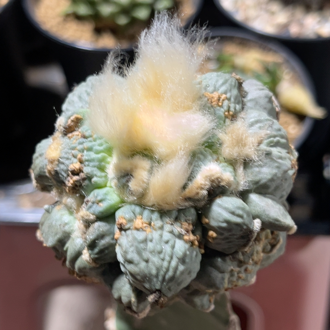 叉疣蛋疣怒涛 牡丹精品开花仙人球