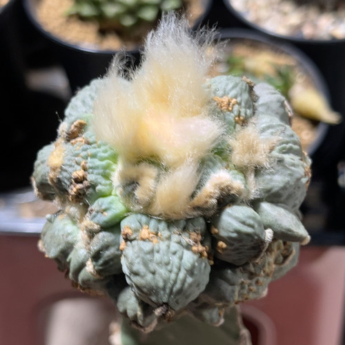 叉疣蛋疣怒涛 牡丹精品开花仙人球