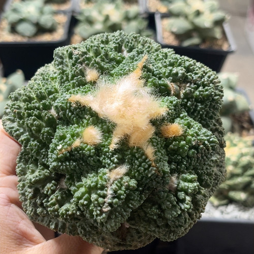 大疣哥斯拉 牡丹精品开花仙人球