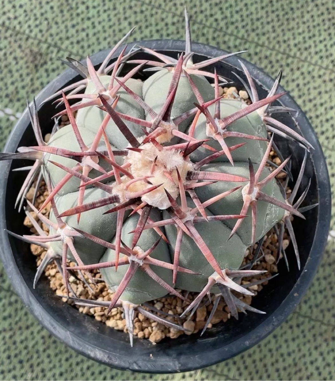 实生雷帝仙人球10cm 精品开花仙人球