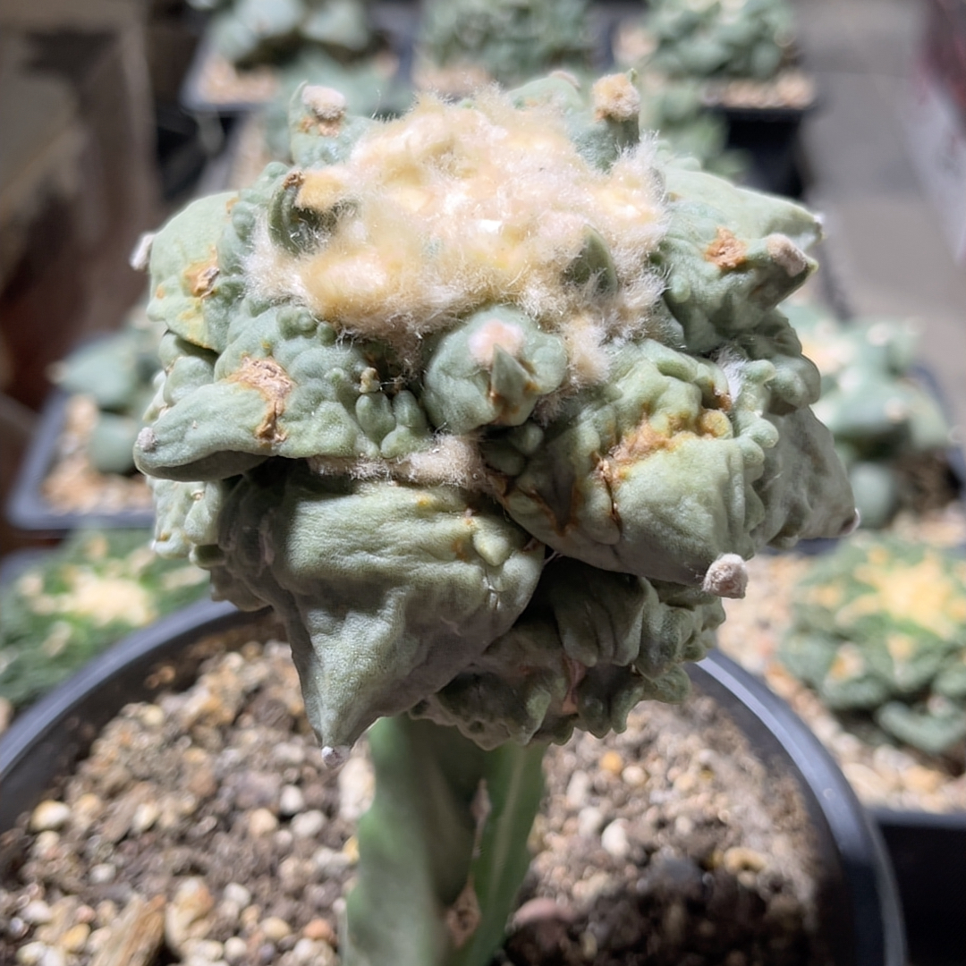 村主怒涛 牡丹精品开花仙人球