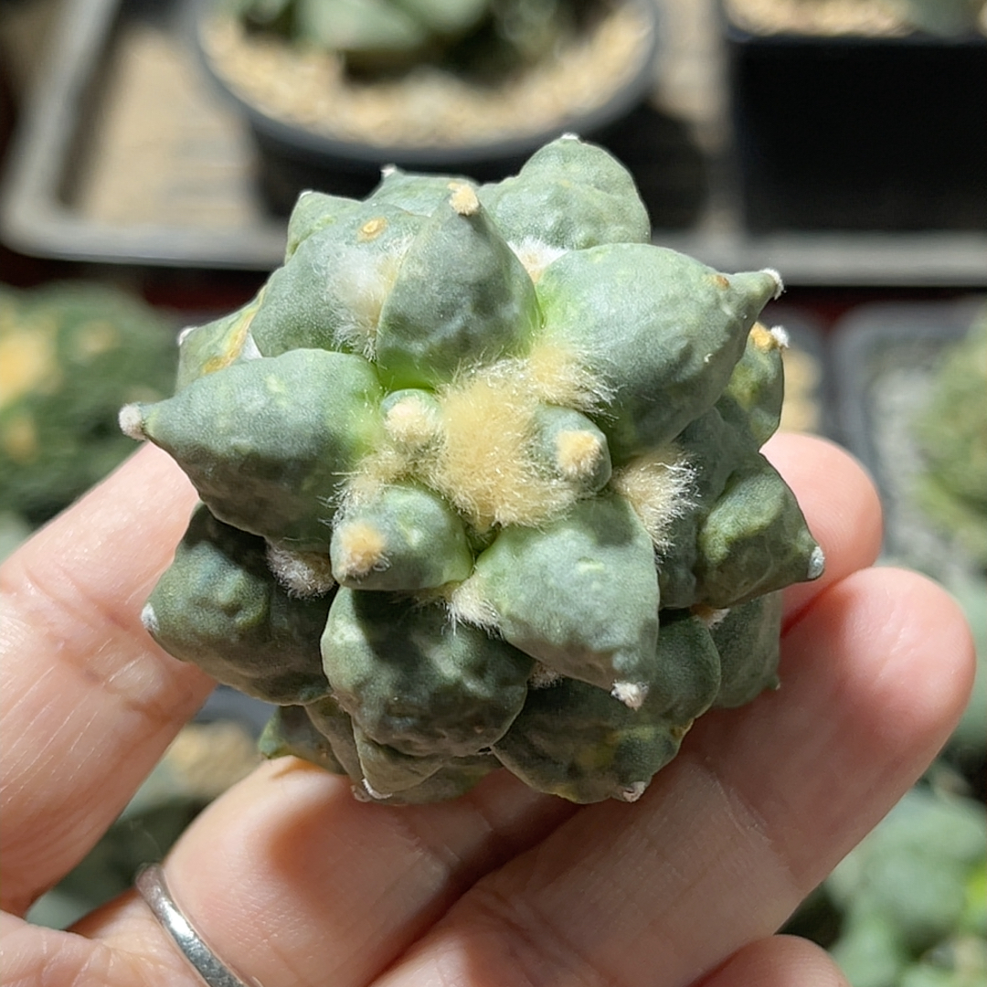 丸疣怒涛 牡丹自根精品开花仙人球