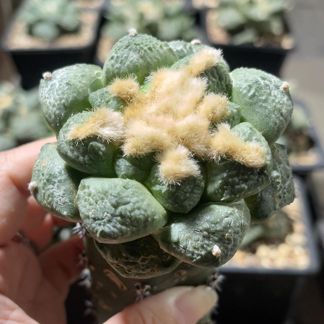 连山 牡丹精品开花仙人球