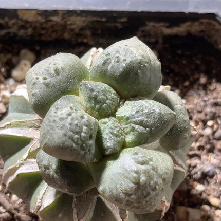 丸叶象肌连山 牡丹自根精品开花仙人球