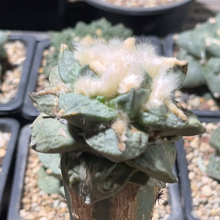 勾疣龙牙怒涛 牡丹精品开花仙人球