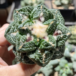 志贺龟甲 牡丹精品开花仙人球