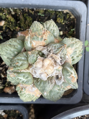 怒涛 牡丹精品开花仙人球
