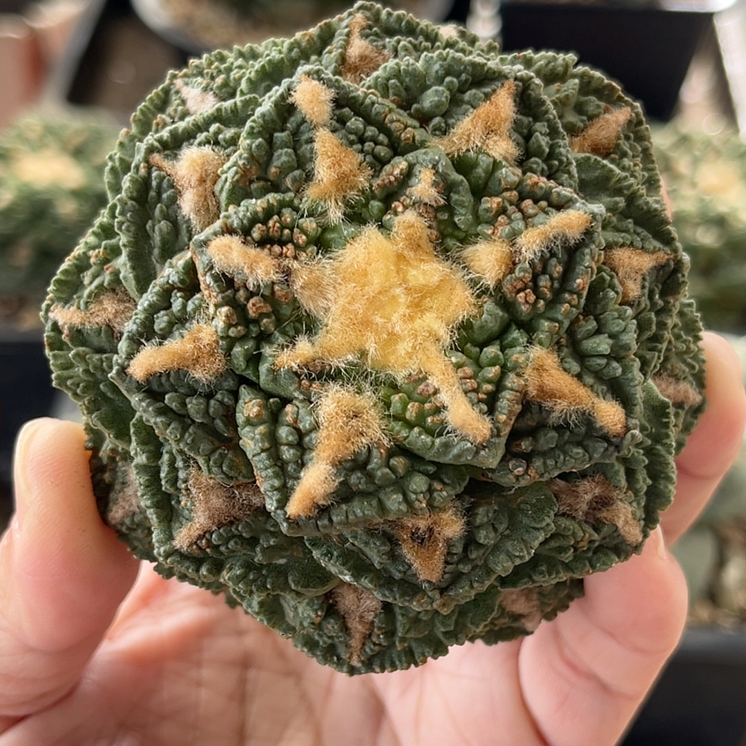 龟甲 牡丹精品开花仙人球